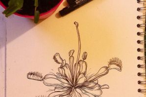 Мухоловка рисунок