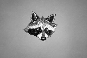 Злой енот рисунок