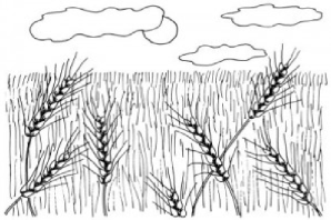 Рисунок поля карандашом