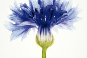 Василек эскиз