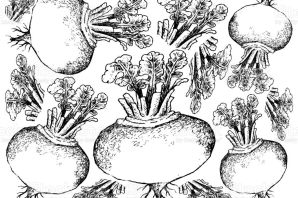 Репа рисунок