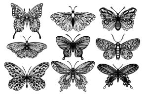 Бабочка набросок