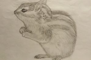 Хомяк эскиз