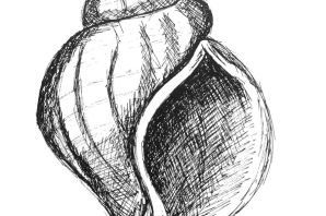 Раковина рисунок