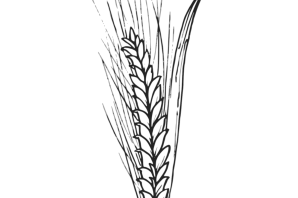 Колосок трафарет