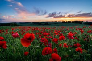 Пейзаж маки