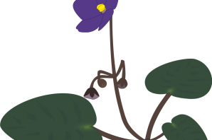 Рисунок лист фиалки