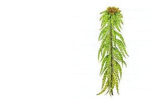 Сфагнум рисунок