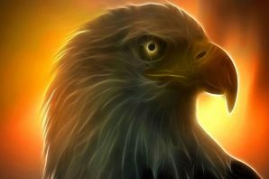 Беркут рисунок