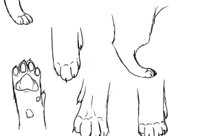 Лапка раскраска