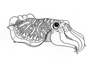 Каракатица рисунок