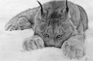 Рысь для срисовки