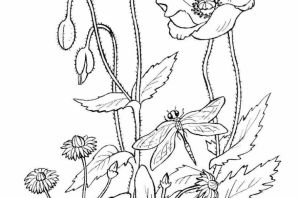 Ветреница раскраска