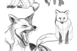 Лиса набросок