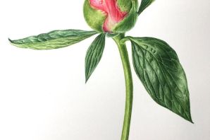 Бутон рисунок