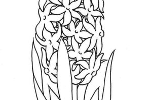 Ятрышник рисунок