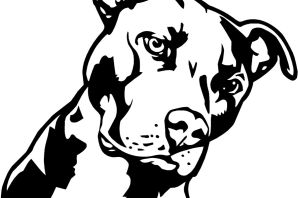 Питбуль эскиз