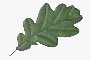 Рисунок дубового листа