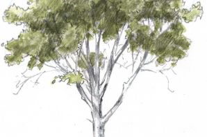 Кусты набросок