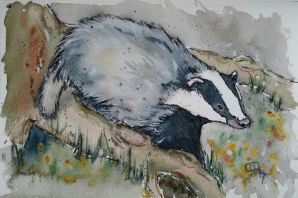 Барсук рисунок