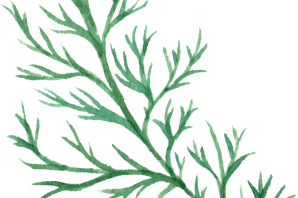 Укроп рисунок