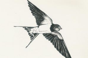 Стриж раскраска