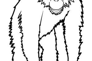 Раскраска шимпанзе