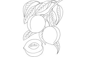 Персик раскраска