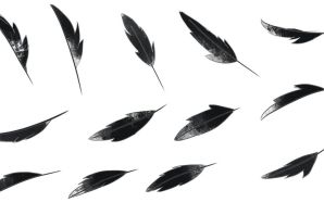Перо вороны рисунок