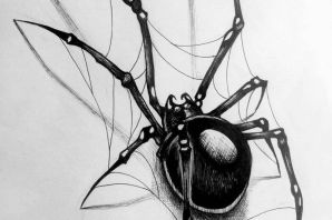 Паучок рисунок