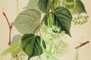 Липа дерево рисунок