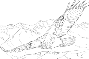 Рисунки орла