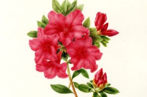 Азалия рисунок