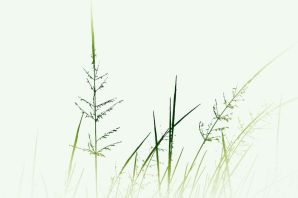 Тростник рисунок