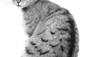 Рисунок кот с боку