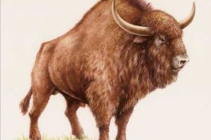 Зубр рисунок