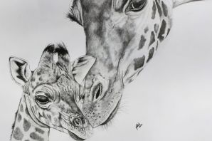 Жирафик рисунок
