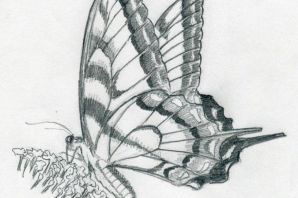 Бабочка скетч