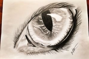 Рисунок глаз птицы