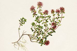 Чабрец рисунок