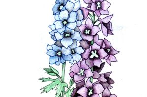 Дельфиниум рисунок