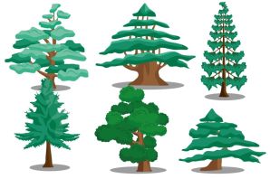 Сосна детский рисунок