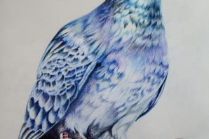 Голубь рисунок цветной