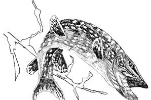 Щука раскраска