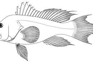Ерш рисунок