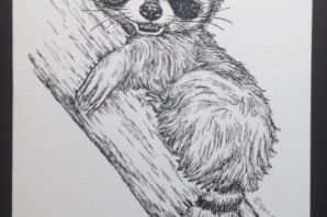 Енот рисунок легкий