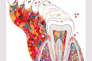 Рисунки зубов