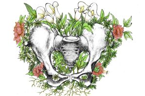 Таз рисунок