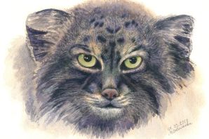 Кот манул рисунок