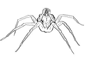 Паук рисунок